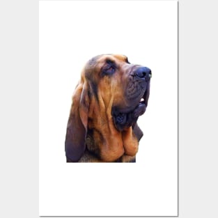 Hunting dog - Bloodhound Posters and Art